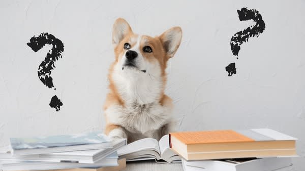 question-mark-solving-problem-dog-600nw-1715616172
