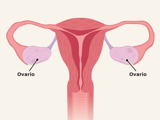 6_femreprointernalovaries_c_esil
