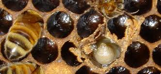 Sacbrood
