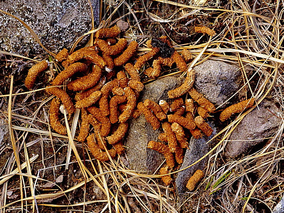 Capture d’écran 2025-05-20 152207