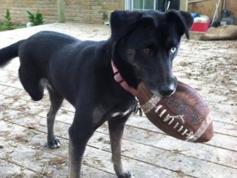 Dog