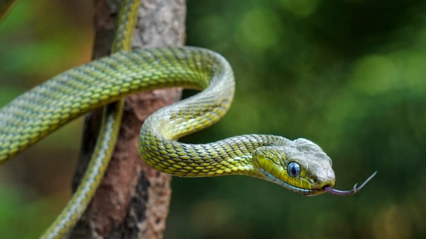 shutterstock_2463936737