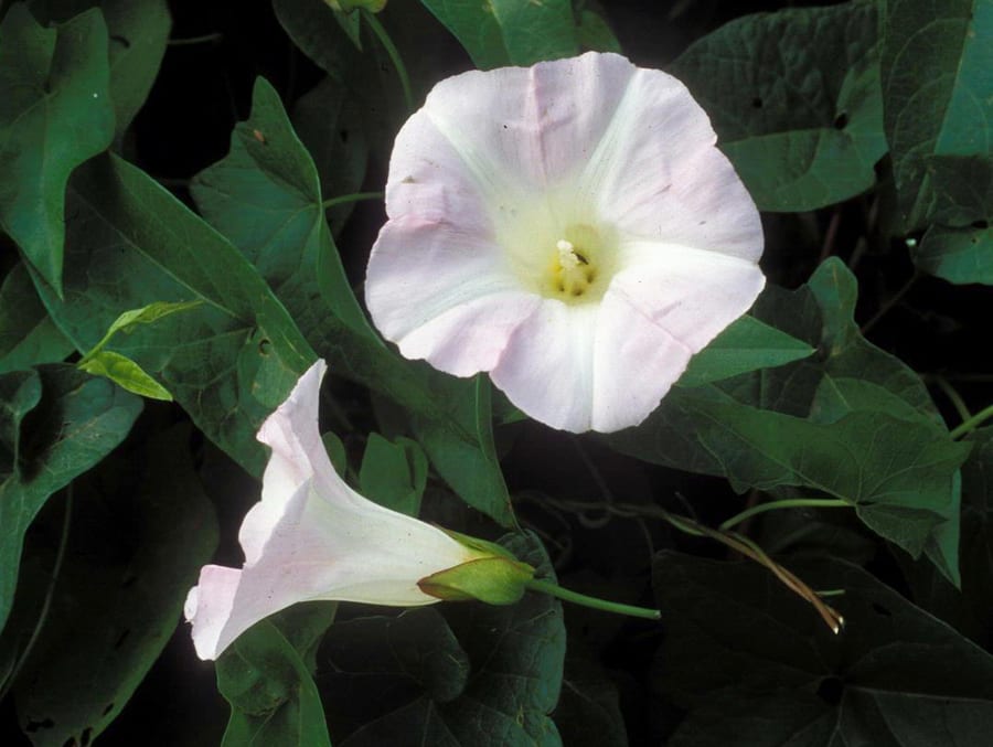 HedgeBindweedFlowers01Small_IPMImages