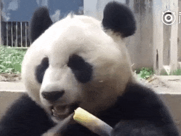 Panda chomping down on bamboo