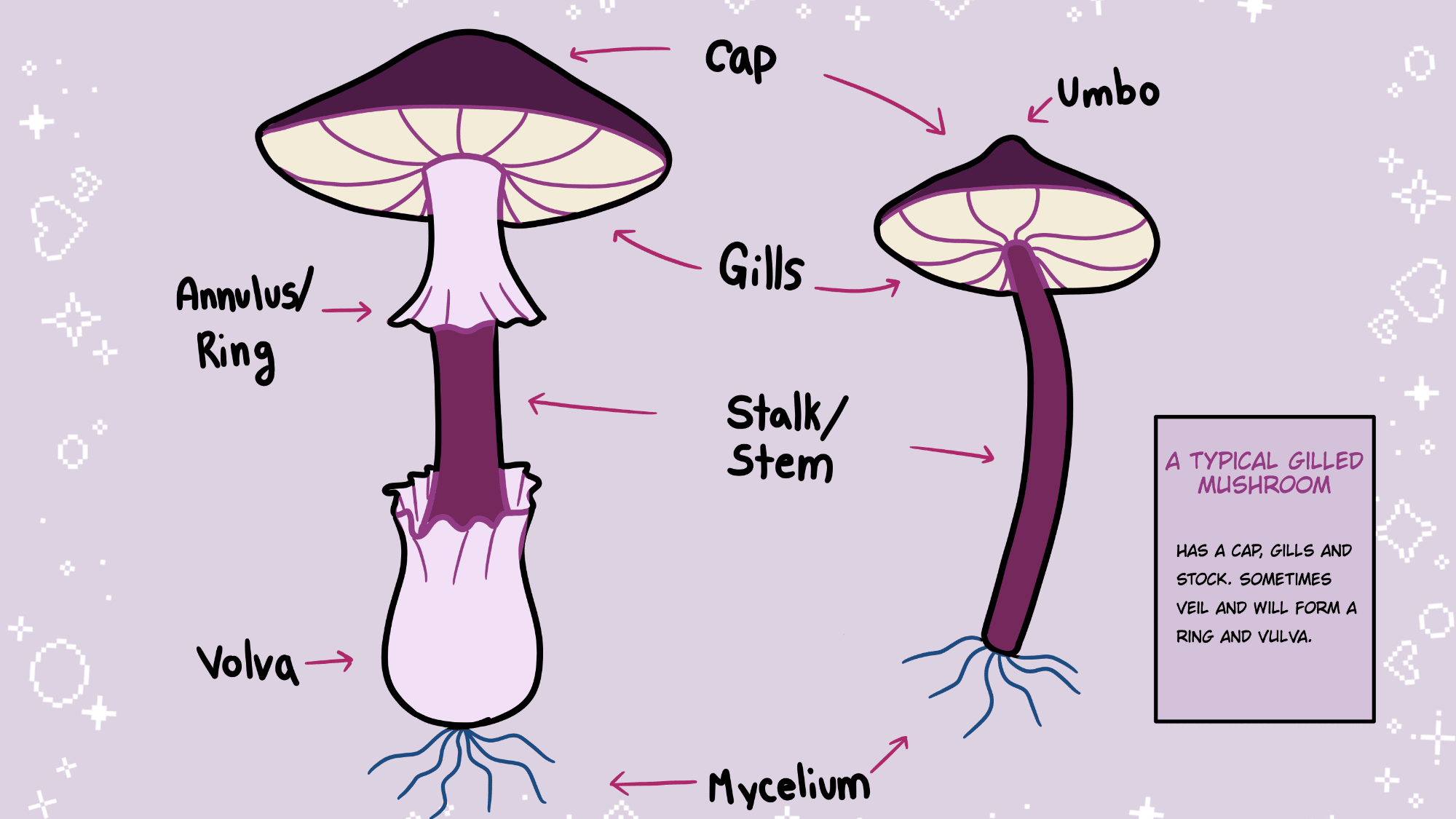 Parts of a mushroom