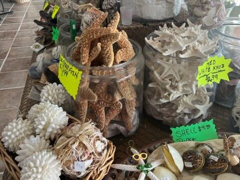 shells-and-starfish-souvenirs-destin-rotated