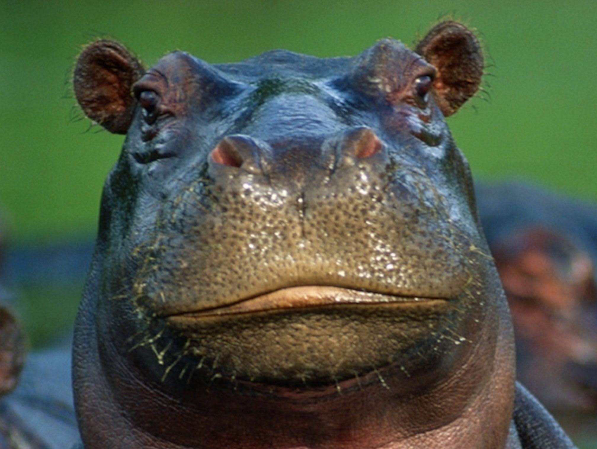 hippopotamus-closeup-water_3x4
