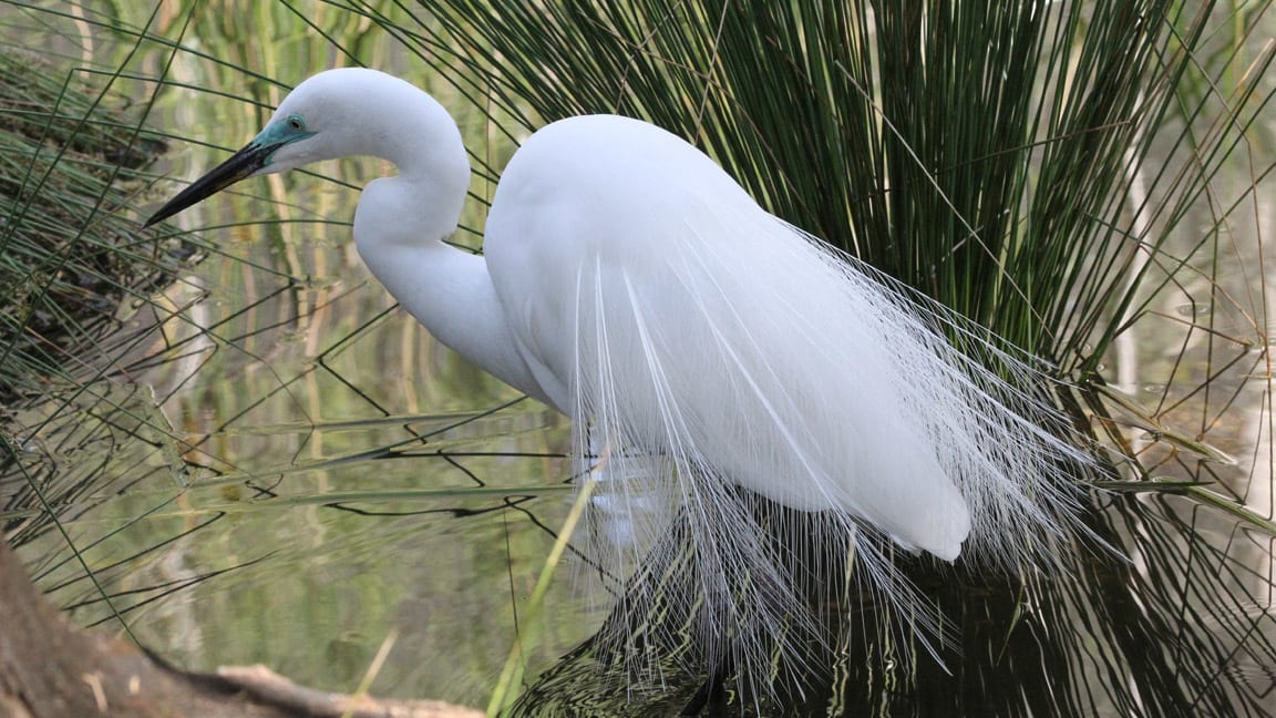 Great-Egret__201214_1200px