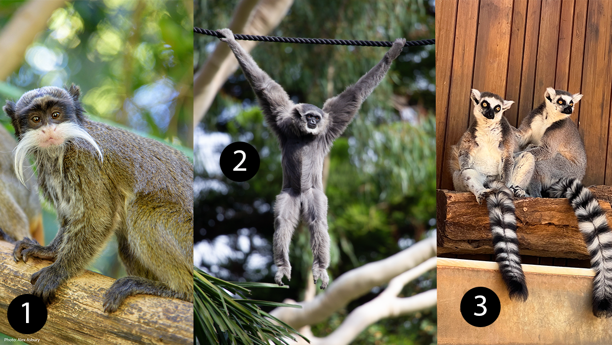 Ape 3