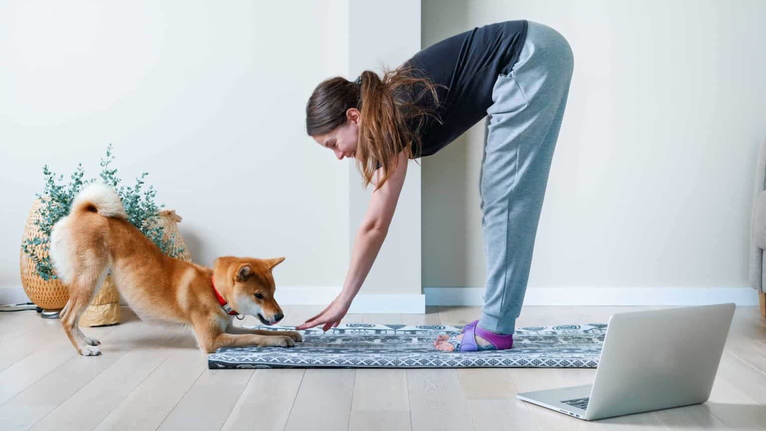 online-dog-training-course-scaled