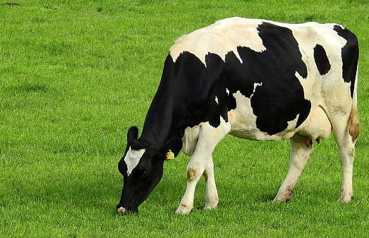 meadow-grass-landscape-summer-preview