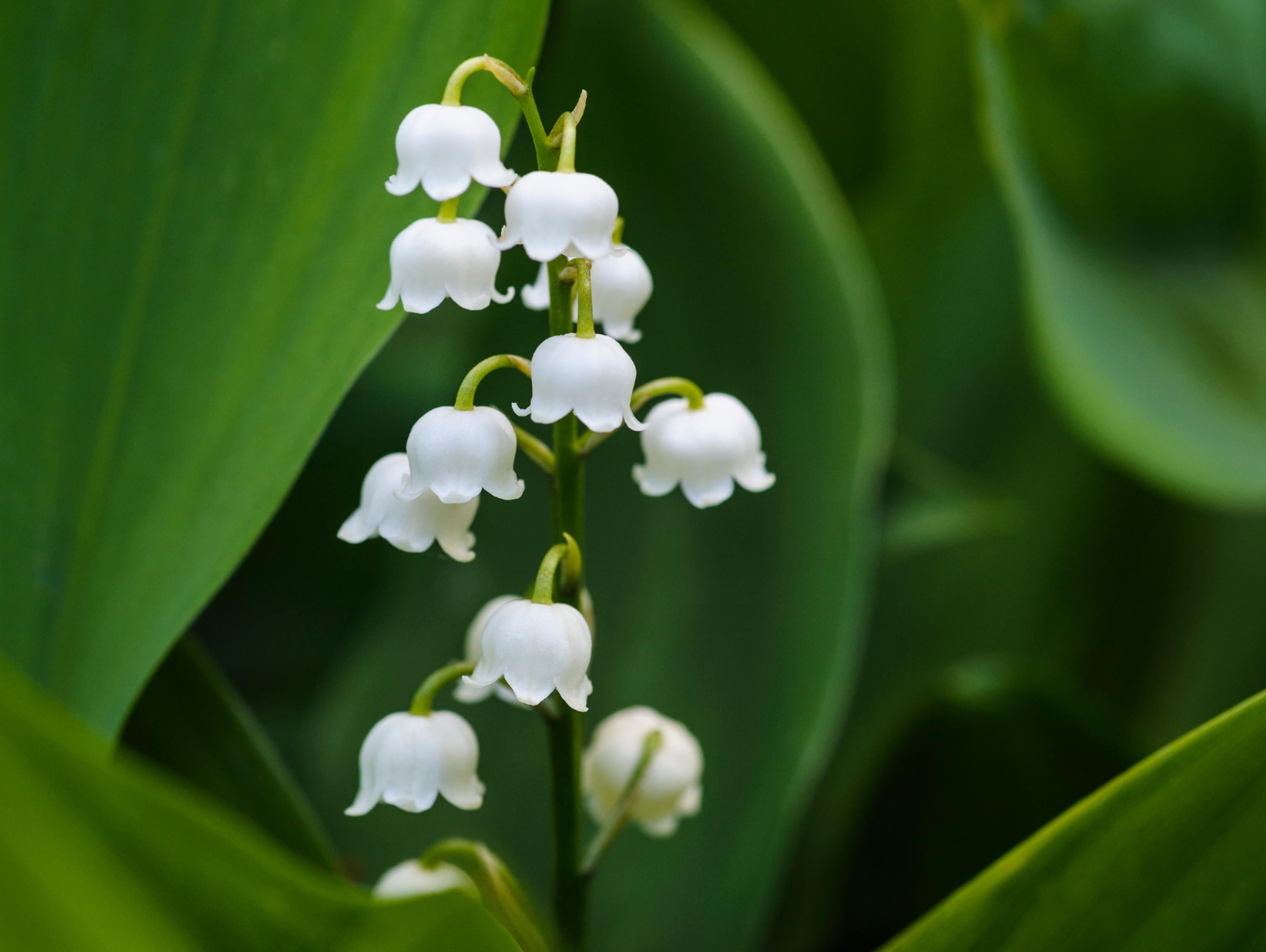 lily-of-the-valley-alamy-etk6rt-trevor-chriss