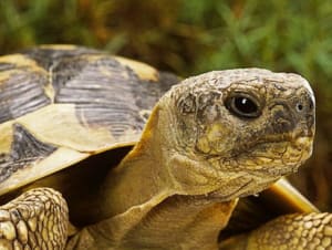 Tortue