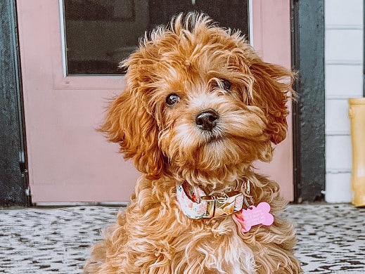 Lulu1
