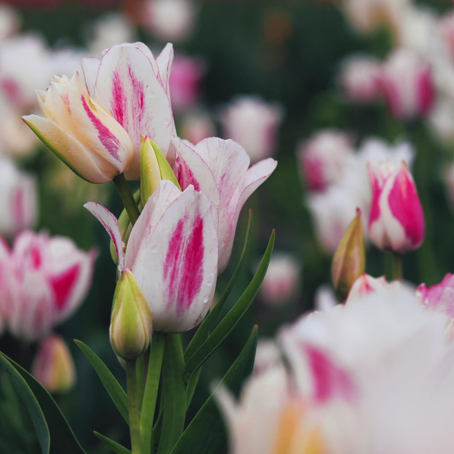pexels-aaronburden-9556639