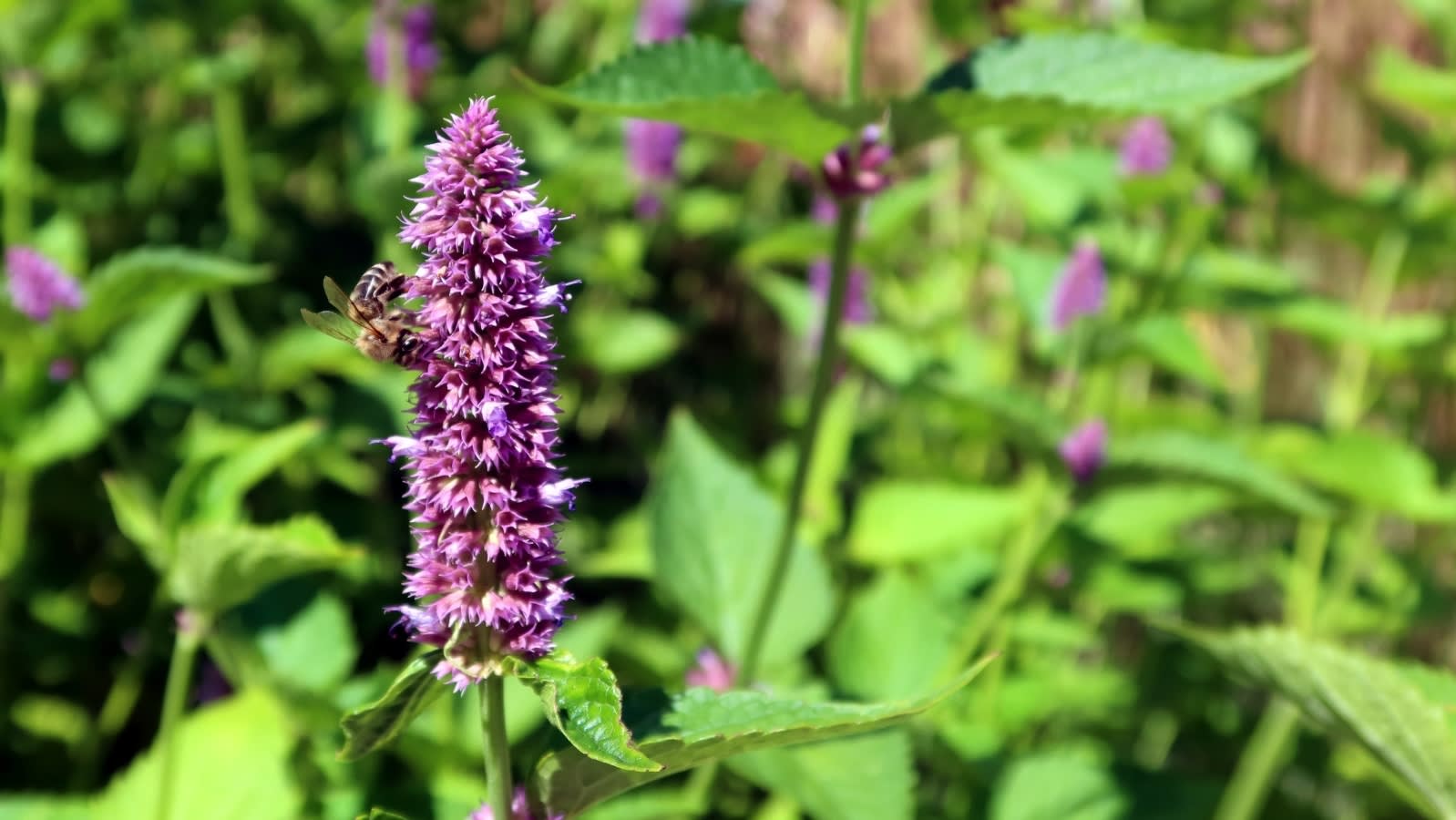 bee-on-Pogostemon-cablin-flowers