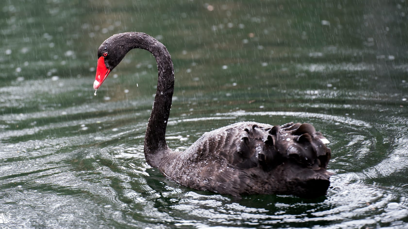 Swanie_rain_1920x1080