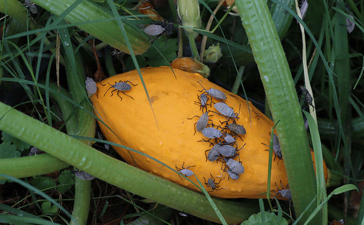 squash bugs on fruit in garden