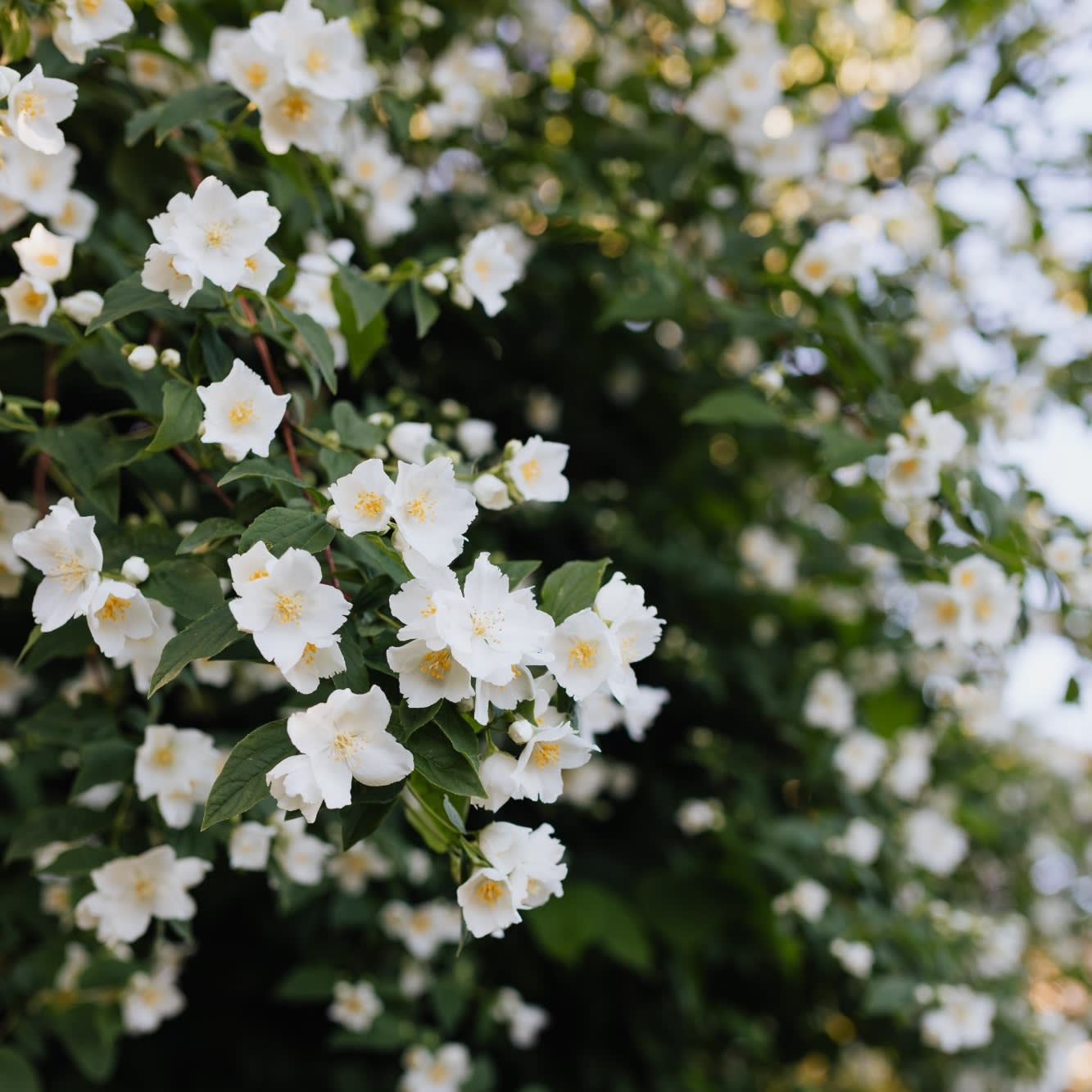 kaboompics_false-jasmine-mock-orange-philadelphus-in-bloom-12398