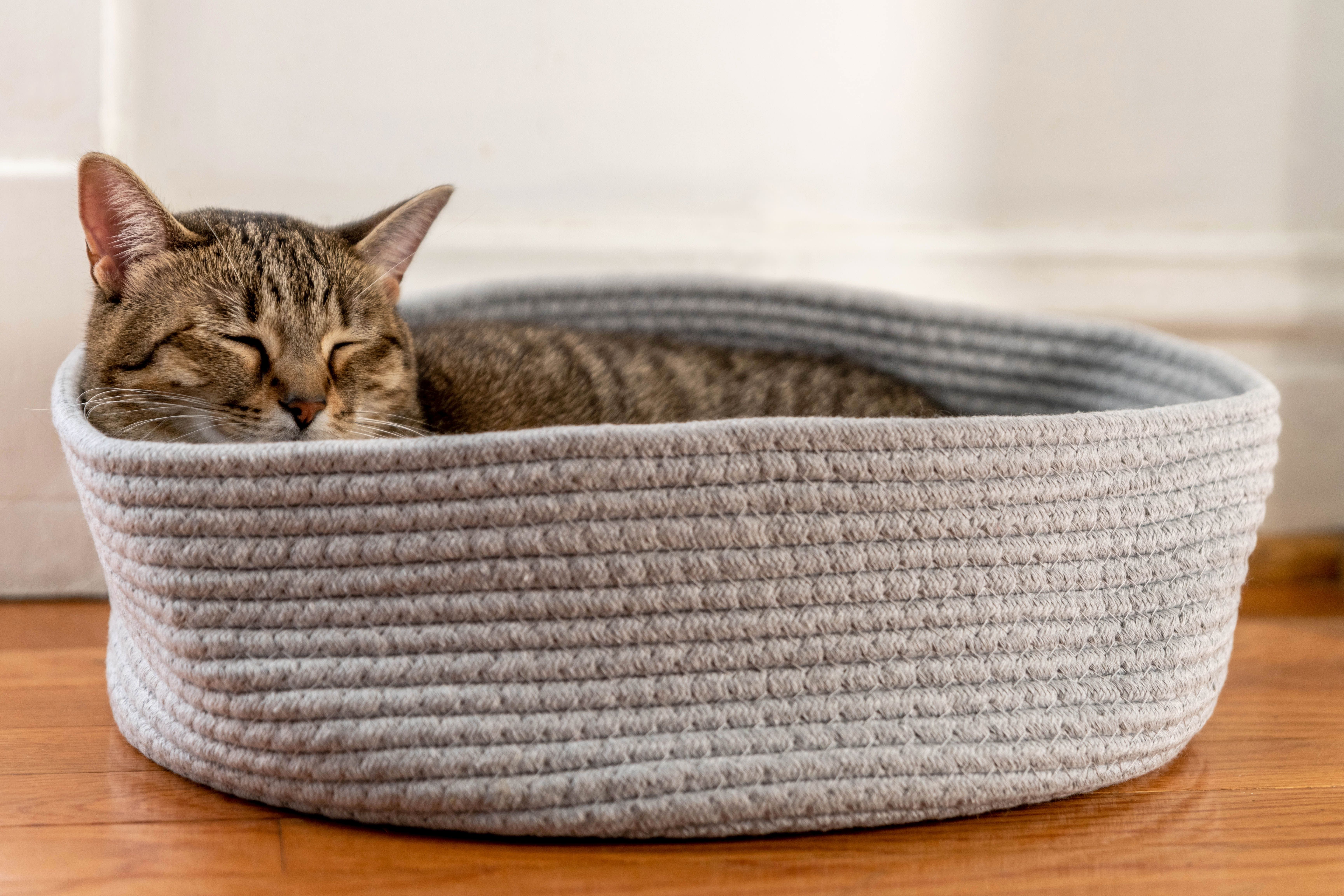 cat-sleeping-in-litter-box-4797034-02-5909d194b08a4cc9b2d47667b46aebe9
