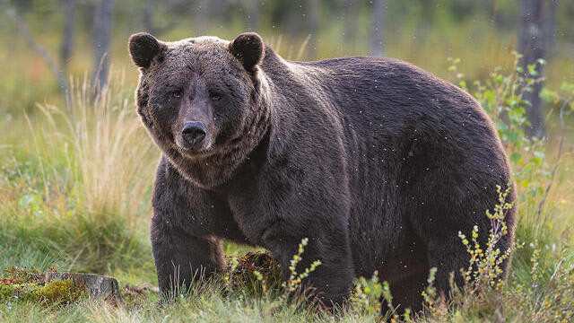 7h2u6tj3h3_brownbear_hero