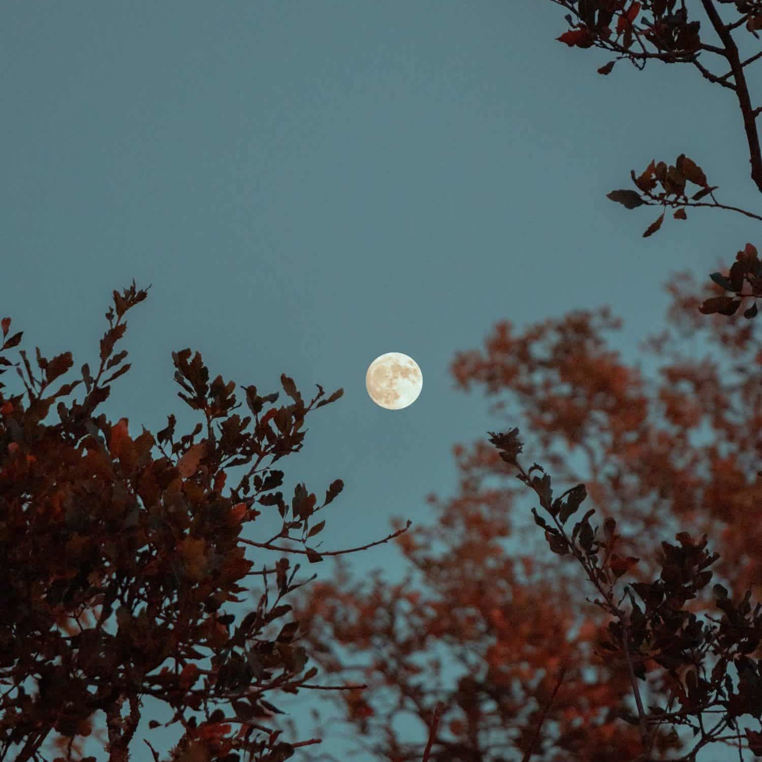 moon2-scaled