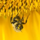 upside-down bee on yellow sunflower