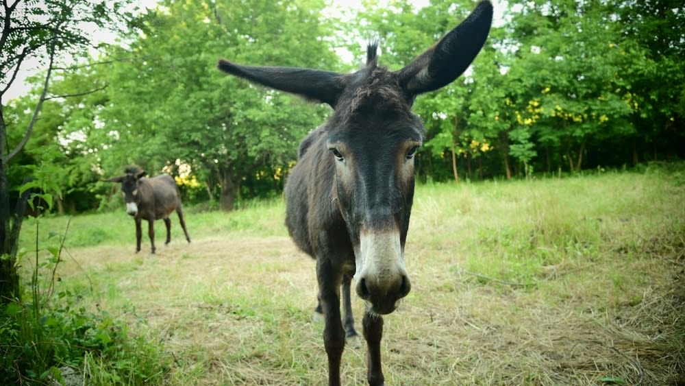 shutterstock_2498701347