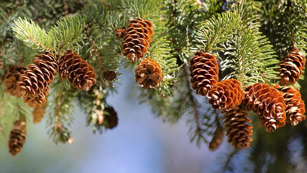 pine-cones-2823765_1280