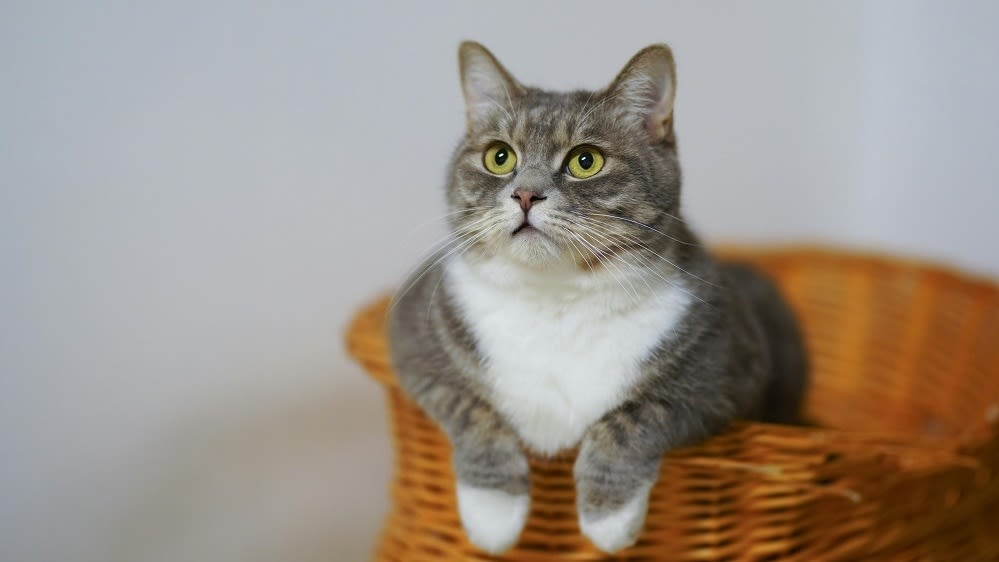 pexels-catscoming-1543793 Cropped