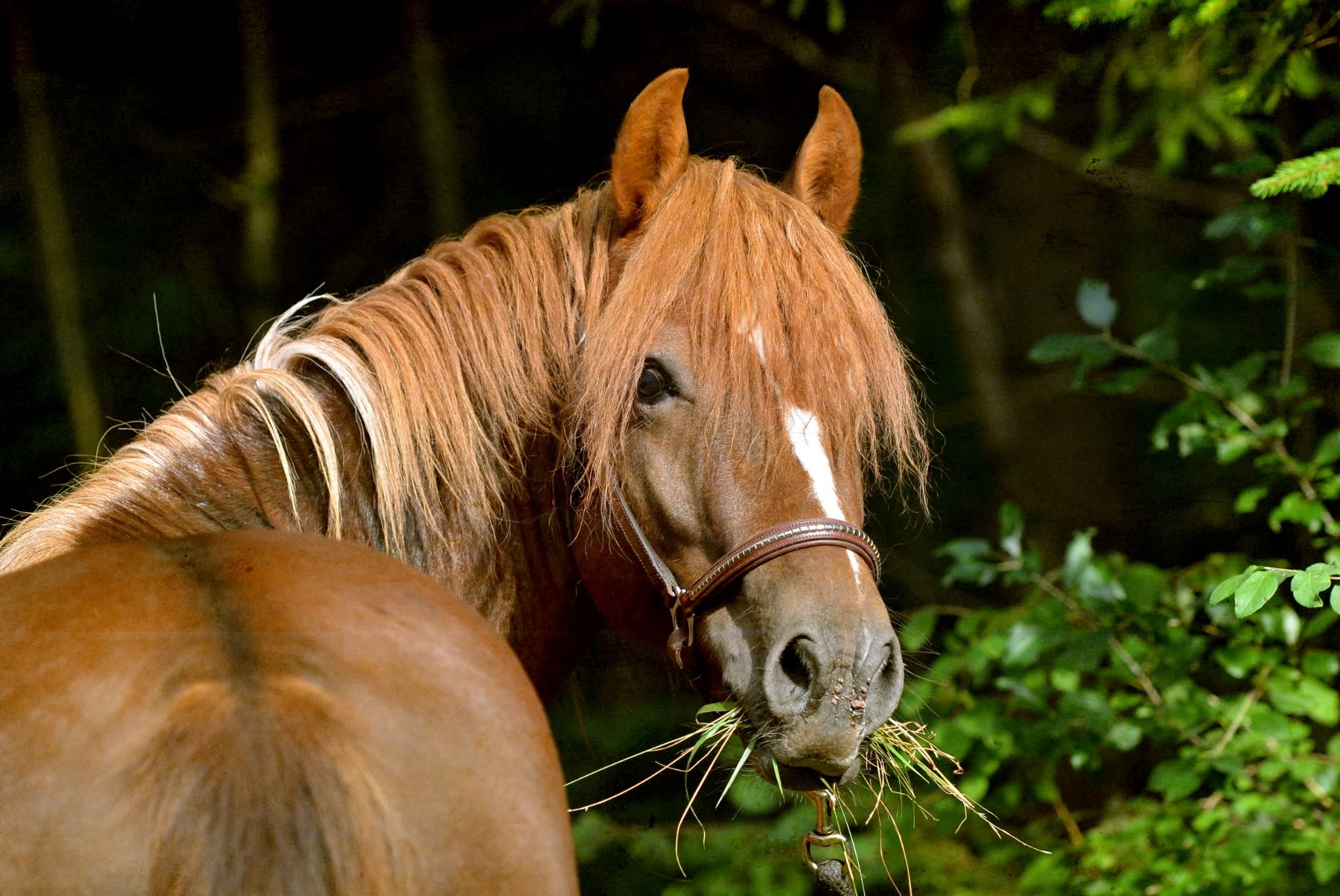 Morgan Horse