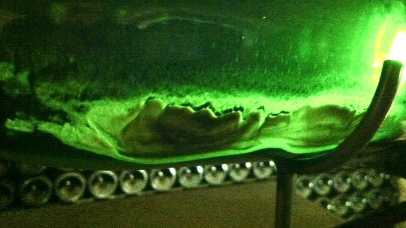 Yeasts