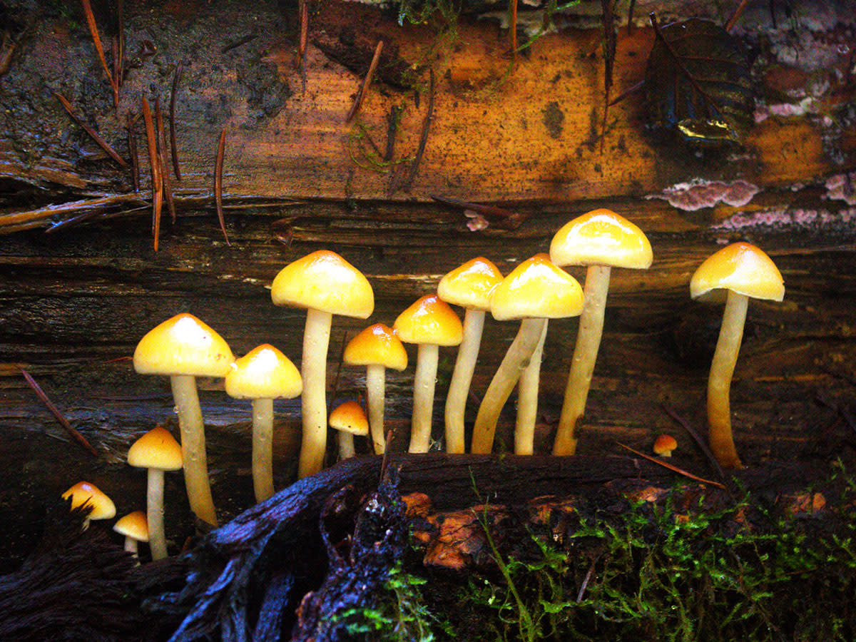 POISON-oxbow-native-plant-name-generator