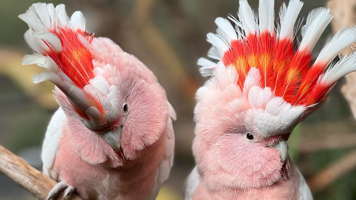 Mable and Martha -_rebecca_1-1