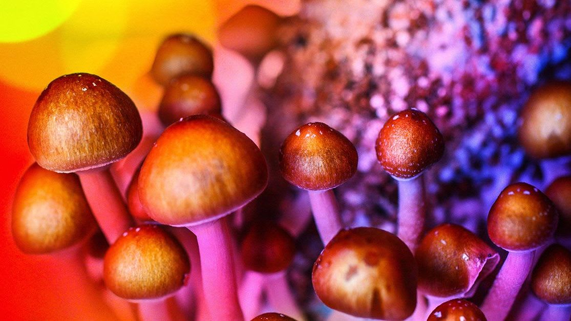 Psychedelic_Mushrooms_Color-1200x628-Facebook