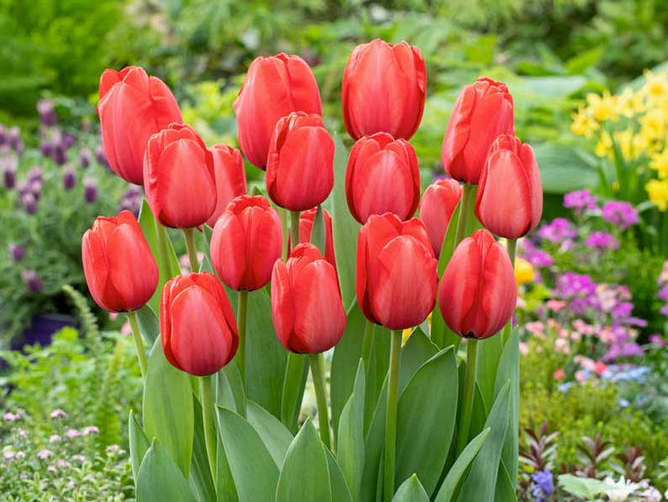 tulip-red-impression-flo-1