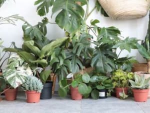 Plantes