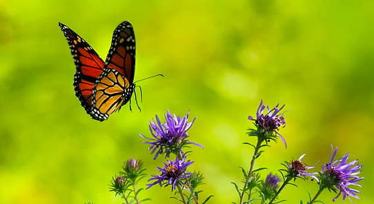 monarch butterfly preparing to land on aster flowers