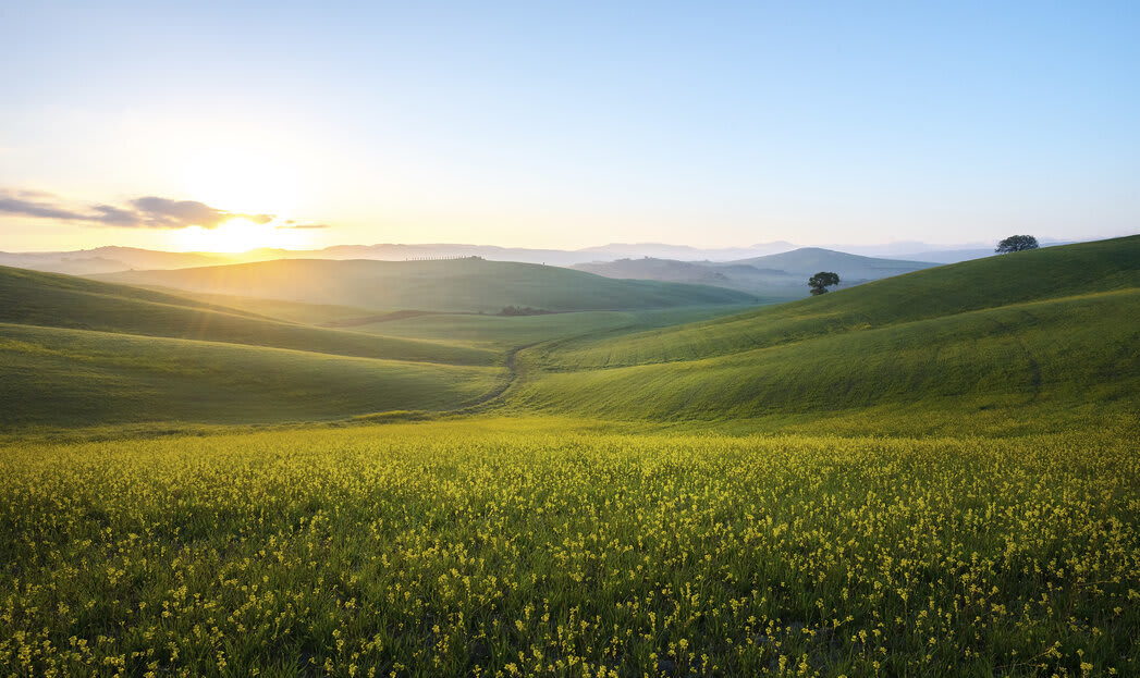 spring-grass-field