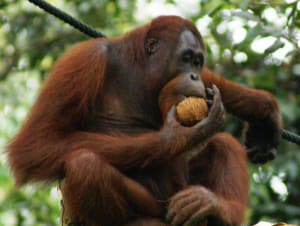 Orang-outang