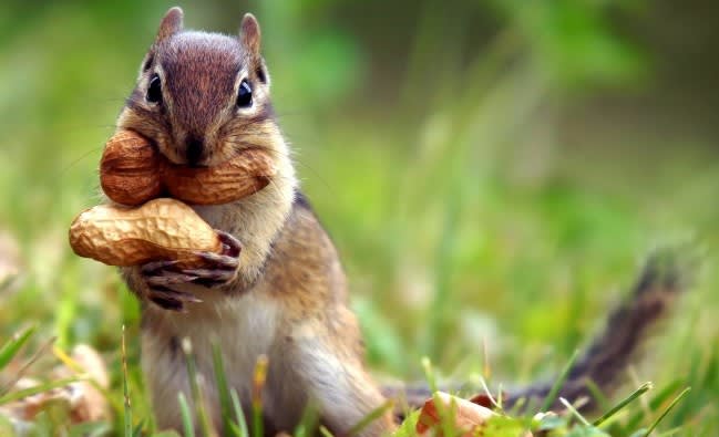 squirrel-nuts
