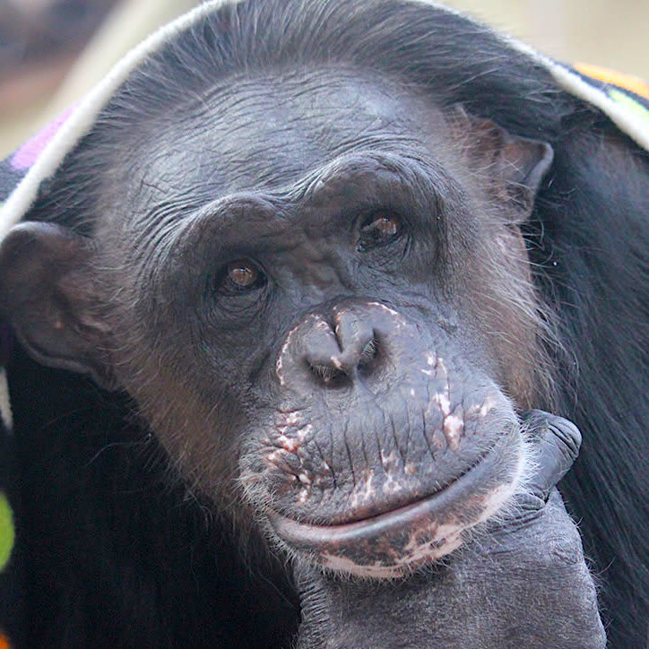Negra Chimpanzee