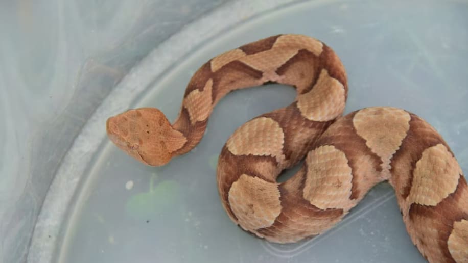 copperhead