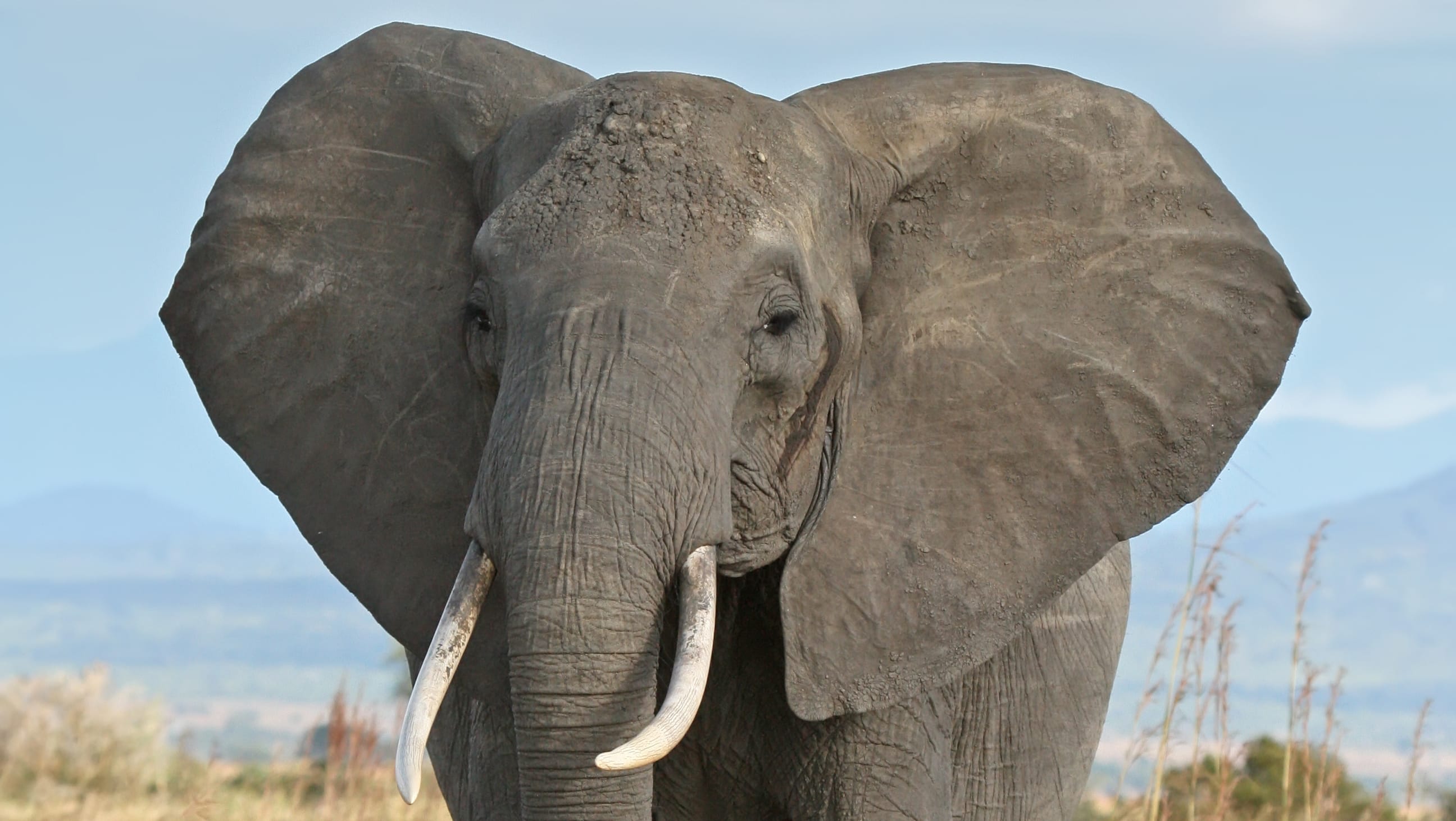 African_Bush_Elephant