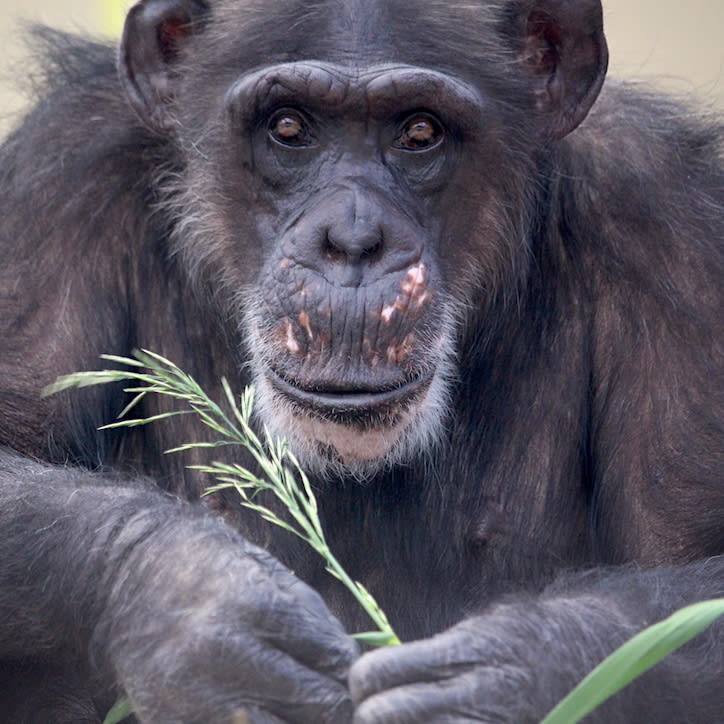 Missy Chimpanzee