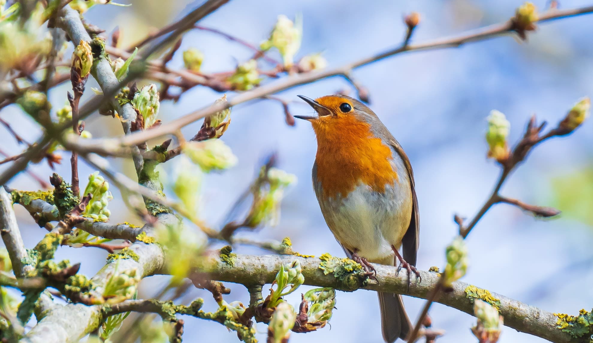 bird