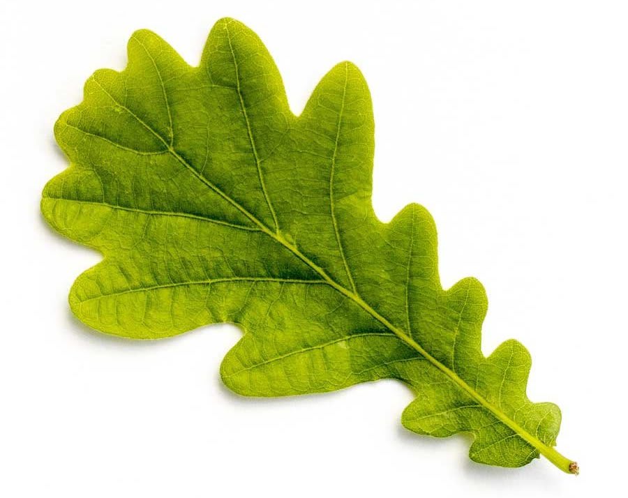 pedunculate-oak-leaf
