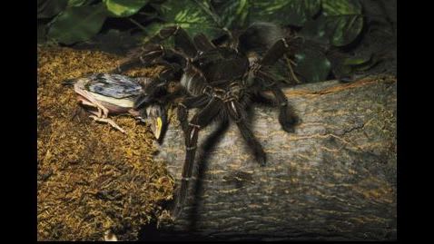 goliath long