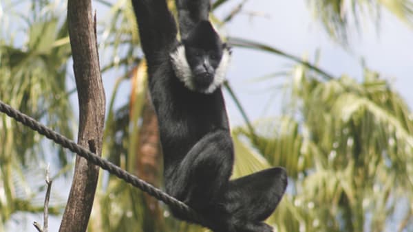 White-cheeked Gibbon 600x400