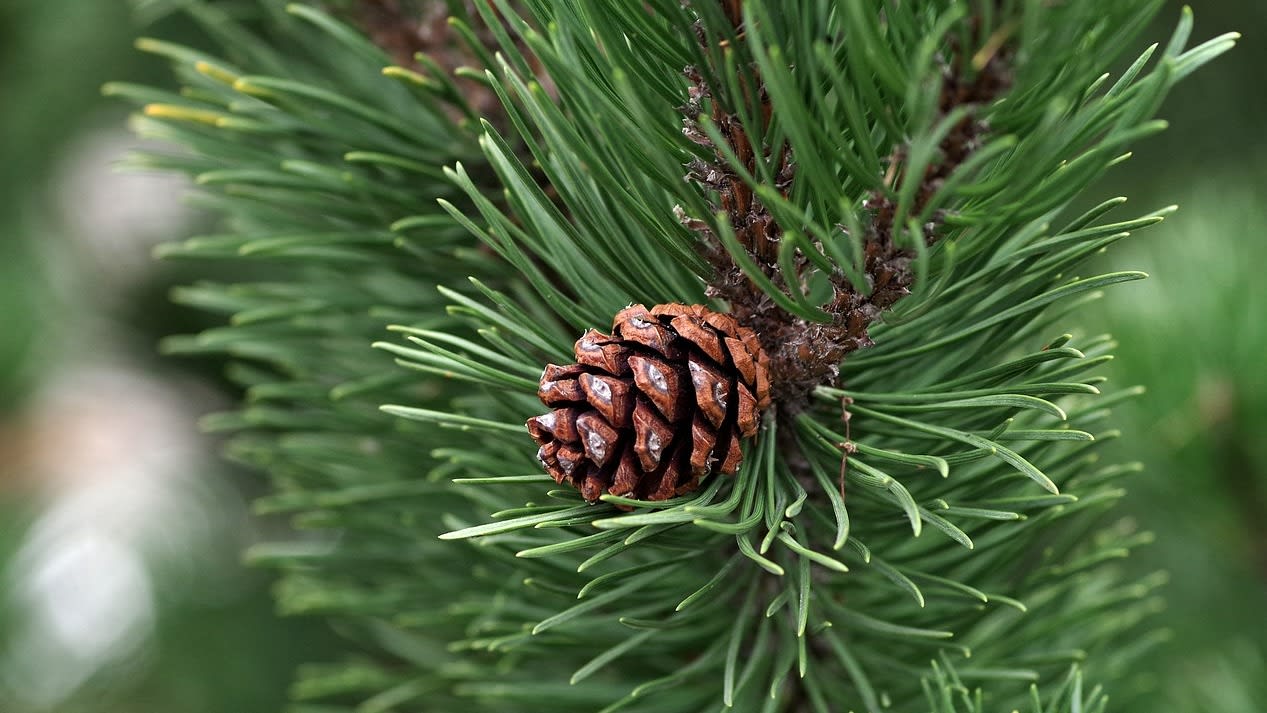 pine-2988599_1280 (1)